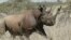 FILE - A 4-year old Female black Rhino, runs after it was darted at Nairobi National Park.