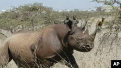 Badah hitam betina di Taman Nasional Nairobi