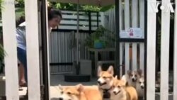 Un café de Bangkok populaire pour ses chiens corgis