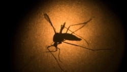 Quiz - Gene Editing Used to Block Mosquitos’ Ability to Identify Targets