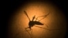 FILE - An Aedes aegypti mosquito known to carry the Zika virus, is photographed through a microscope at the Fiocruz Institute in Recife, Pernambuco state, Brazil, Jan. 27, 2016.