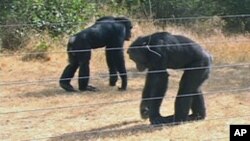 FILE - Chimpanzees in Sweetwaters Chimpanzee Sanctuary in Ol Pejeta, Kenya.