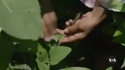 Saving sorghum: The push to reclaim Southern Africa’s native grain
