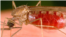 The Anopheles mosquito carries the parasite responsible for malaria