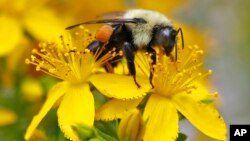  A bumblebee gathers nectar on a wildflower in Appleton, Maine, July 8, 2015. Scientists in London have taught bumblebees to play soccer.