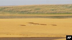 Lingkaran misterius di ladang gandum dekat Wilbur, Washington pada 30/7. (Foto: AP/The Wilbur Register)