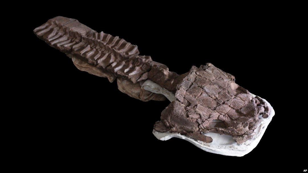 This July 2, 2018 image provided by Claudia Marsicano shows an image of the nearly complete skeleton from fossils recovered in Namibia of a giant salamander-like creature at the Paleontology lab in Cape Town, South Africa. 