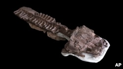 This July 2, 2018 image provided by Claudia Marsicano shows an image of the nearly complete skeleton from fossils recovered in Namibia of a giant salamander-like creature at the Paleontology lab in Cape Town, South Africa. 