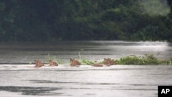 Hog deer wade through flooded Kaziranga national park in Kaziranga, 250 kilometers (156 miles) east of Gauhati, India, July 10, 2017.