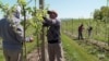 Pennsylvania Farmers Fear Labor Shortage Amid Immigration Fears