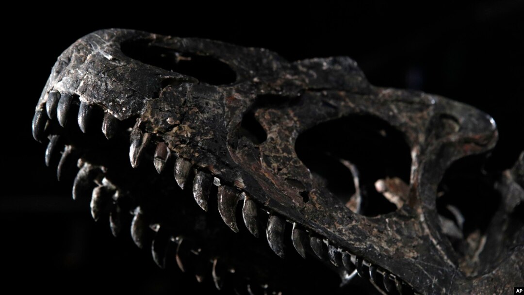 Detail kerangka dinosaurus usia Jurassic (161-145 juta tahun) dari Allosaurus Jimmadseni, ditemukan di Wyoming, AS dipajang di rumah lelang Drouot, di Paris, Rabu 11 April 2018. (Foto: AP)