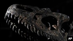 Detail kerangka dinosaurus usia Jurassic (161-145 juta tahun) dari Allosaurus Jimmadseni, ditemukan di Wyoming, AS dipajang di rumah lelang Drouot, di Paris, Rabu 11 April 2018. (Foto: AP)