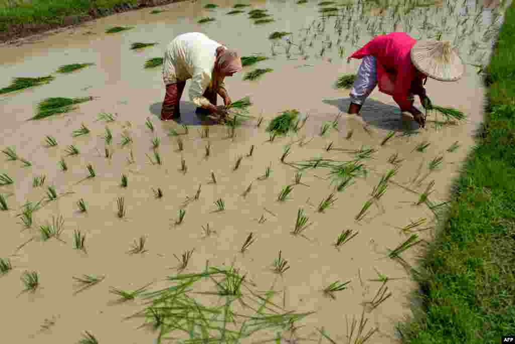 Farmers work on a paddy field in Lamteuba, Aceh province, Indonesia.