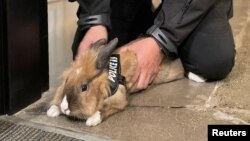 Yuba City Police Department adopts a rabbit