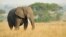 An African savanna elephant. (Julie Larsen Maher/WCS)