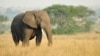 Elephants Understand Human Gestures