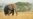 Elephants Understand Human Gestures