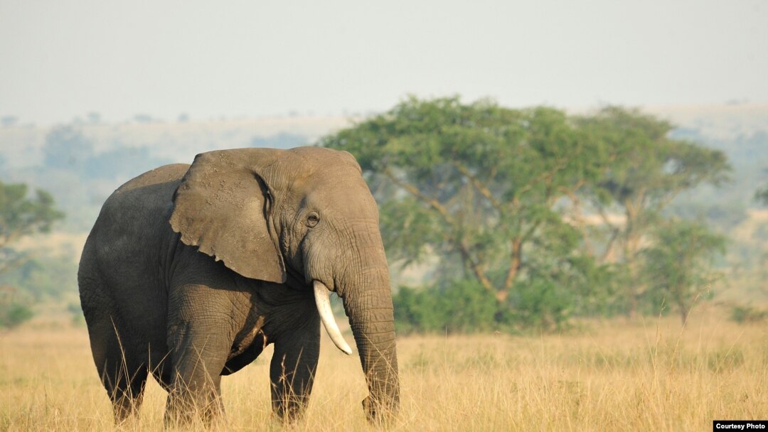 An African savanna elephant. (Julie Larsen Maher/WCS)