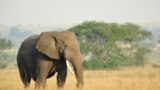 An African savanna elephant. (Julie Larsen Maher/WCS)