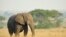 An African savanna elephant. (Julie Larsen Maher/WCS)