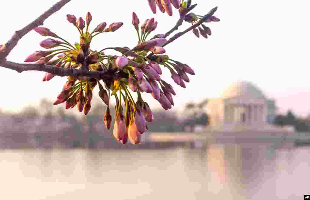 Những nụ hoa anh đào chớm nở dọc bờ hồ Tidal Basin, gần đài tưởng niệm Jefferson (Ảnh: Ehpien, Flickr)