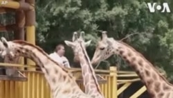 Մեքսիկայում դժվարանում են կերակրել ազգային պարկերի վայրի կենդանիներին