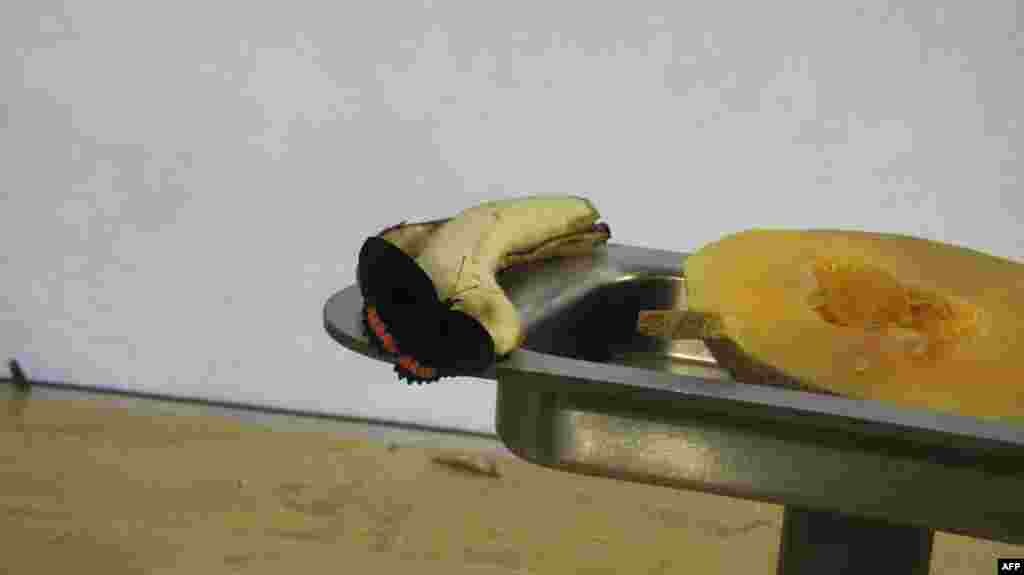 Amerikan Doğa Tarihi Müzesi: Kelebekler