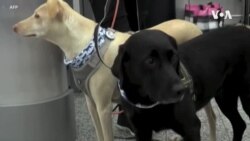 Sniffer Dogs Identifying People Infected With COVID-19