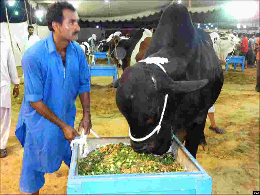 جانوروں کے مالکوں کا کہنا ہے کہ مہنگائی میں اضافے کے باعث اس بار جانوروں کی قیمتیں بڑھانا مجبوری ہے