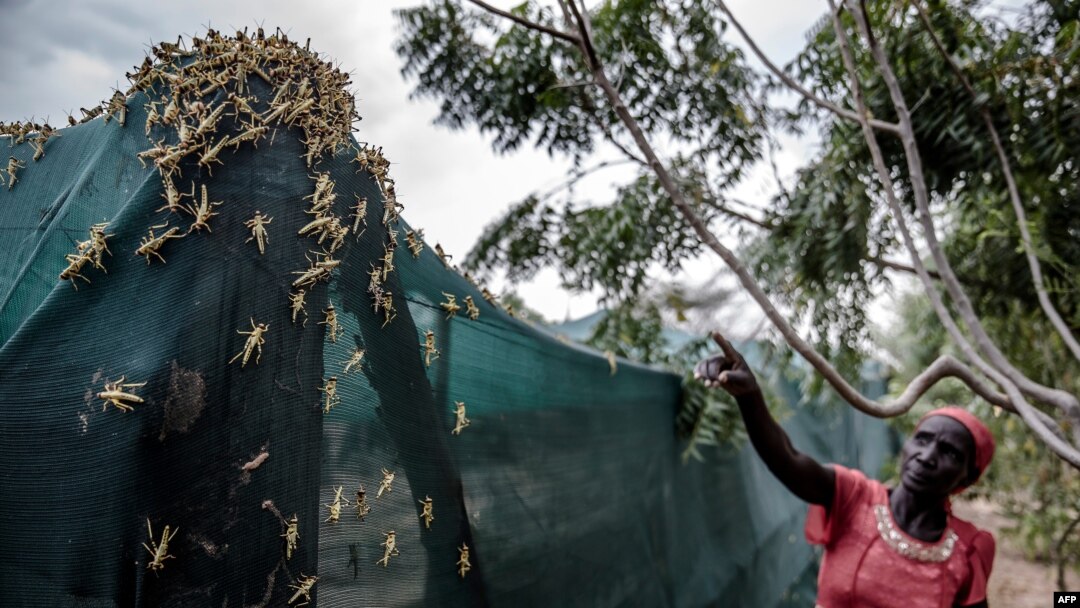 FILE - This handout picture released by the Food and Agriculture Organization of the United Nations (FAO) shows hopper bands of desert locusts infest a farm in Nakukulas, Turkana county, Kenya, June 7, 2020.
