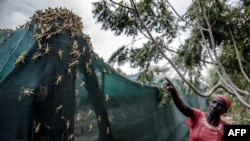 FILE - This handout picture released by the Food and Agriculture Organization of the United Nations (FAO) shows hopper bands of desert locusts infest a farm in Nakukulas, Turkana county, Kenya, June 7, 2020.