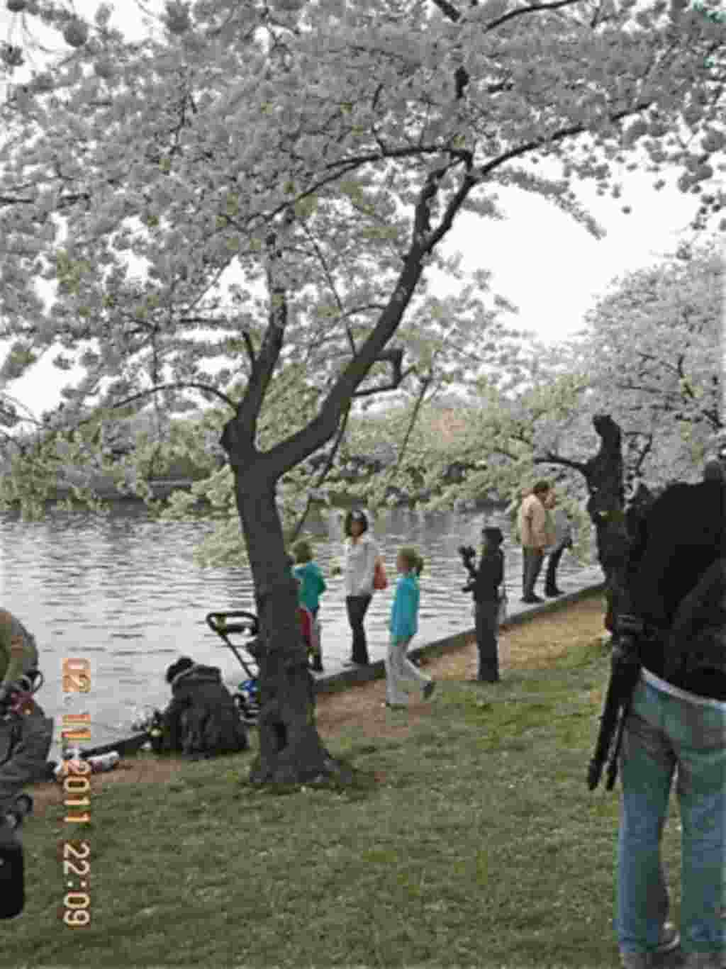 فستیوال شکوفه های گیلاس در واشنگتن ۲۰۱۱