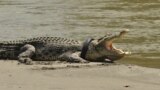 A crocodile with a used motorcycle tire around its neck as seen on a river in Palu, Central Sulawesi province, Indonesia.&nbsp;Residents suspect the tire was garbage thrown into the river before it became trapped around the crocodile&#39;s neck.
