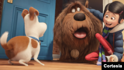 The secret life of Pets