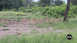 Malawi lions get birth control in bid to save their prey