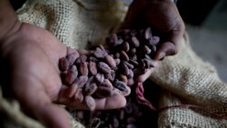 Cacao: s'associer pour bénéficier de meilleurs prix