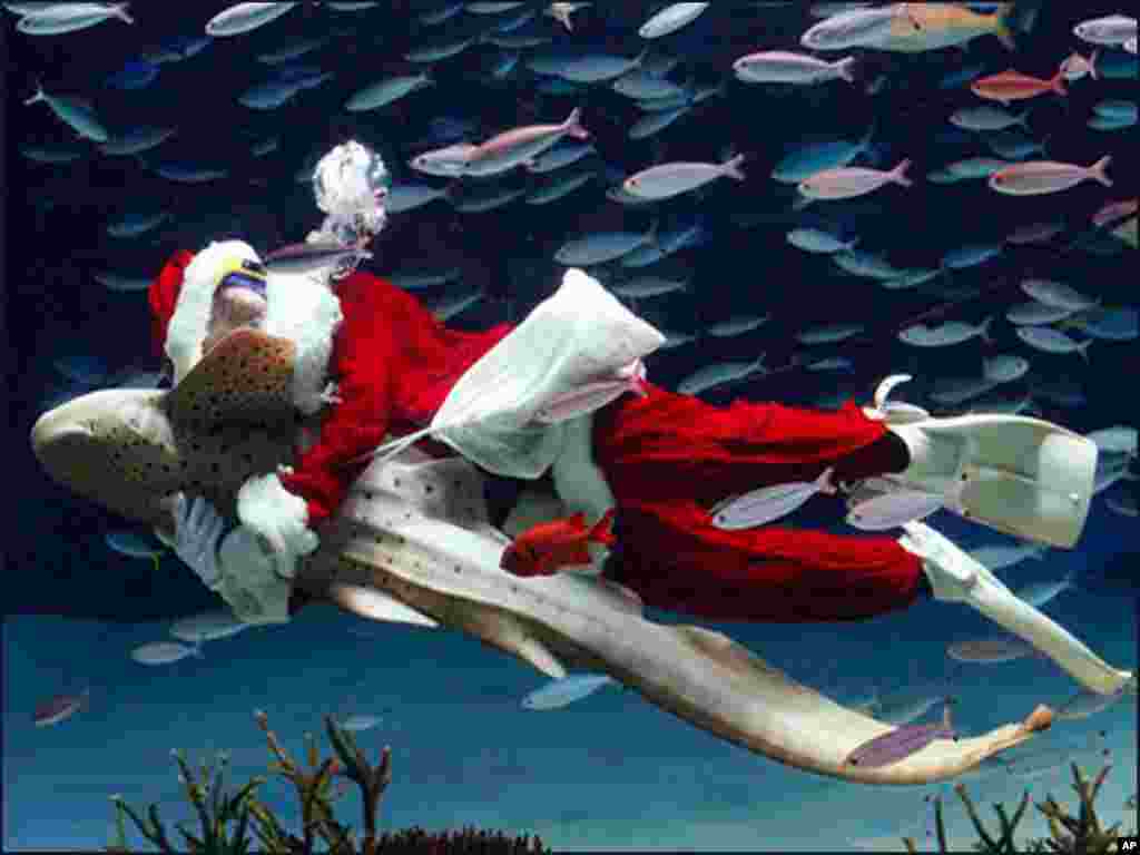 جاپان کے ایک ایکیوریم میں ایک شخص سانتا کلاز کا لباس پہنے زیبرہ شارک کے ساتھ تیر رہا ہے۔