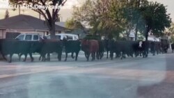 Mỹ: Trốn khỏi lò mổ, đàn bò “đại náo” khu dân cư