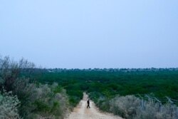 FILE - A Border Patrol agent walks along a dirt road near the U.S.-Mexico border, in Roma, Texas, May 11, 2021.