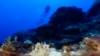 FILE - Bleached coral is visible at the Flower Garden Banks National Marine Sanctuary, off the coast of Galveston, Texas, in the Gulf of Mexico, Sept. 16, 2023.