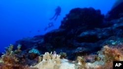 FILE - Bleached coral is visible at the Flower Garden Banks National Marine Sanctuary, off the coast of Galveston, Texas, in the Gulf of Mexico, Sept. 16, 2023.