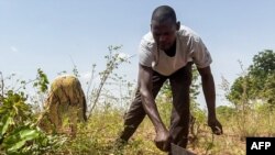 FILE—Chadian farmer Declador Rimleldeoudje clears land with a machete before planting seeds in Kagtaou village, some sixty kilometers away from Moundou, on April 26, 2024.