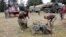 FILE - Members of the British Army pack their belongings after an operation to extinguish fire on the Chogoria side of the slopes of Mount Kenya in central Kenya, March 20, 2012. 