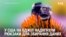 Сенсорні "рюкзаки" для бджіл розробили у США, щоб збирати дані. Відео