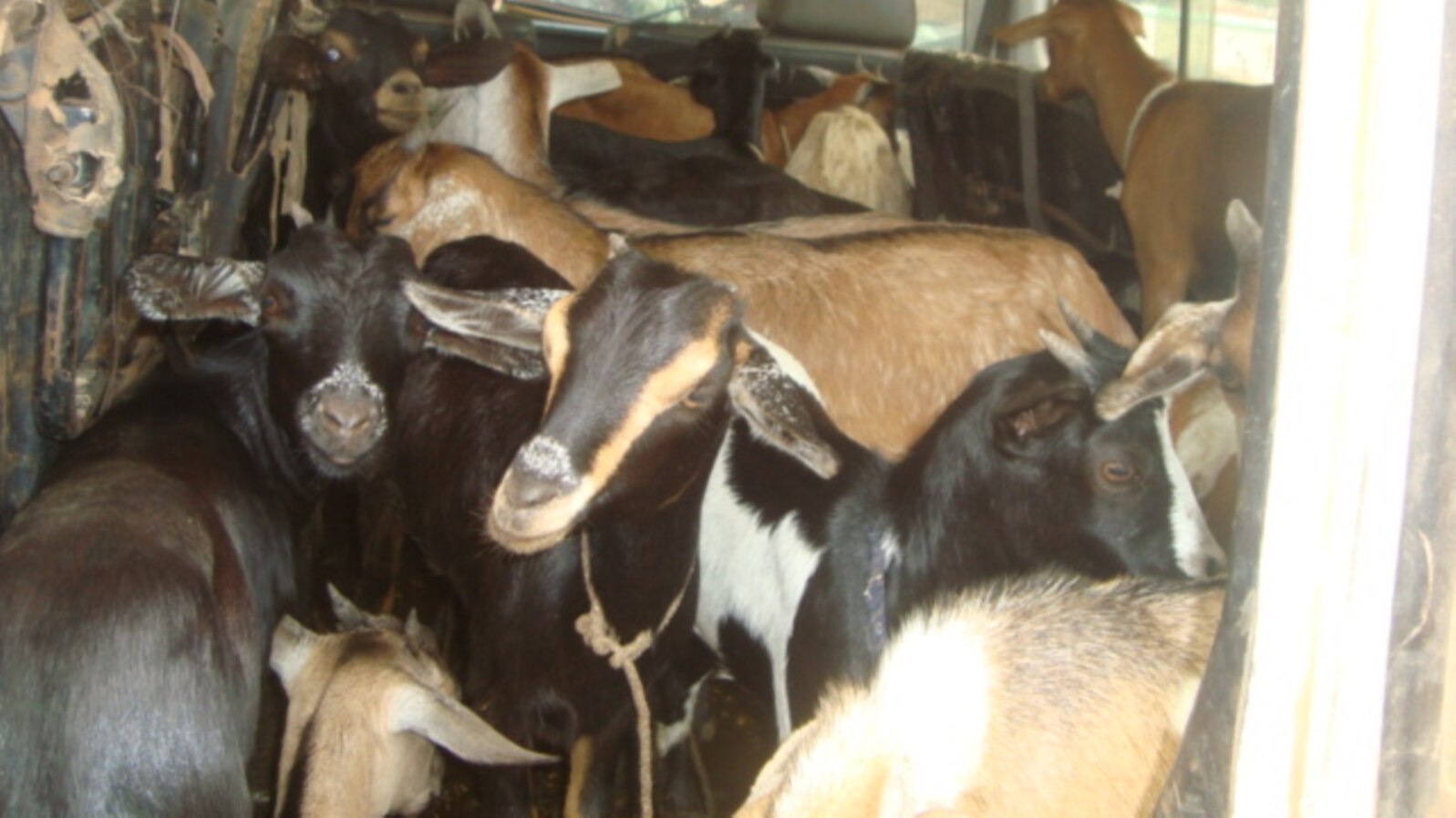 Some of the scores of goats to be distributed to children in Northern Bahr el Ghazal wait inside their transport vehicle. 