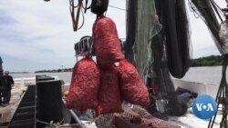 Growing Dead Zone in Gulf of Mexico Causes Anxiety Among Shrimpers