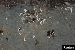 Horse and cow bones lie on the ground at Montenegro in Santiago, Chile on April 21, 2022. (REUTERS/Ivan Alvarado)