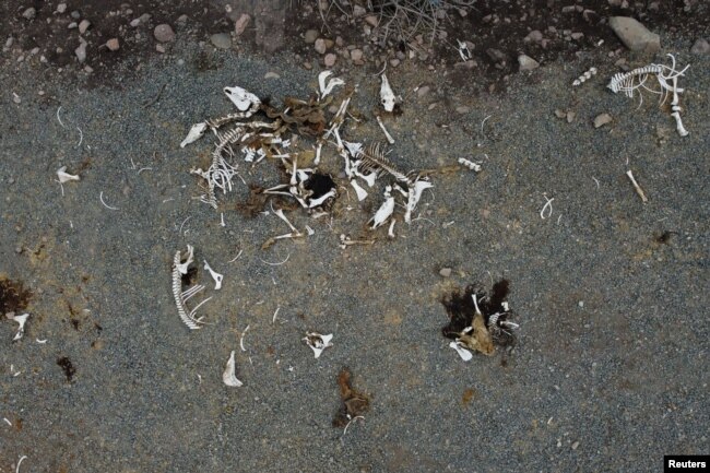 Horse and cow bones lie on the ground at Montenegro in Santiago, Chile on April 21, 2022. (REUTERS/Ivan Alvarado)