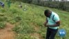 App Helps African Farmers Detect Crop Disease