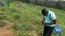 App Helps African Farmers Detect Crop Disease